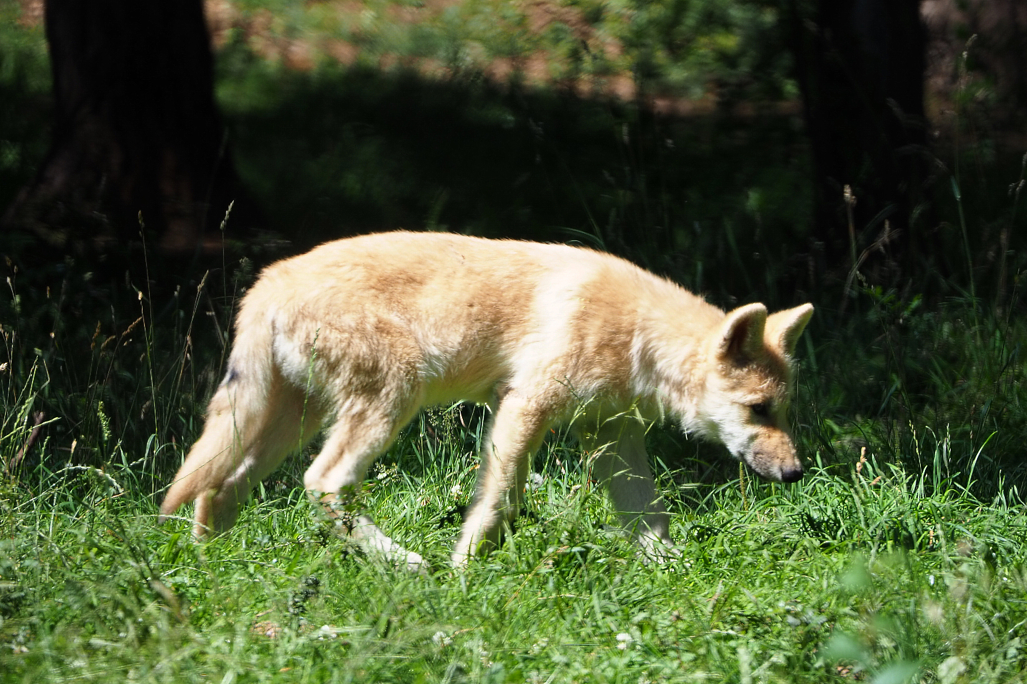Juvenile Arctic wolf (Canis lupus arctos), 2020-07-12