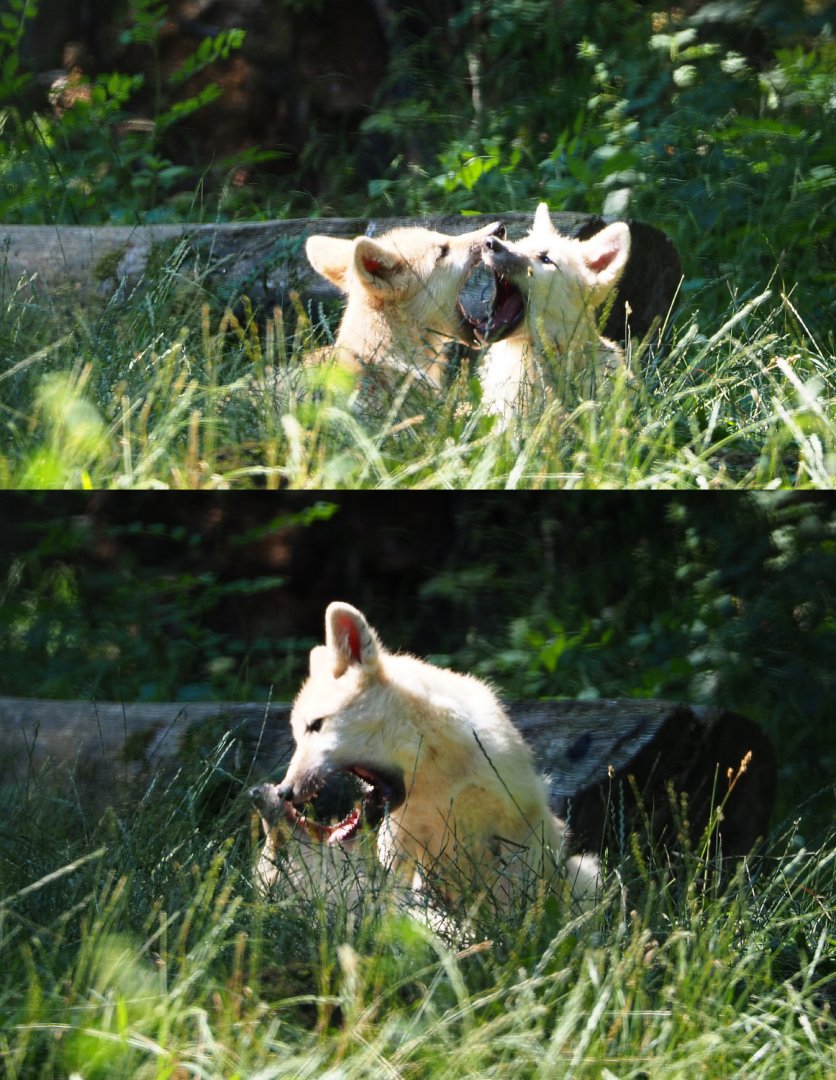 Juvenile Arctic wolves (Canis lupus arctos), 2020-07-12