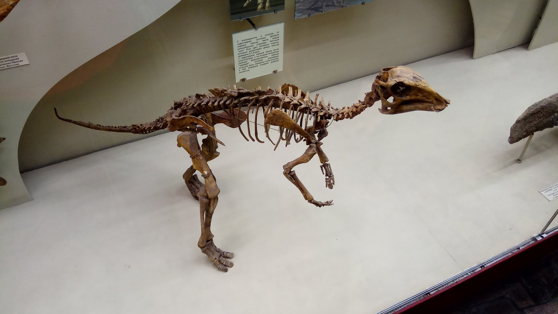 Juvenile Arstanosaurus skeleton