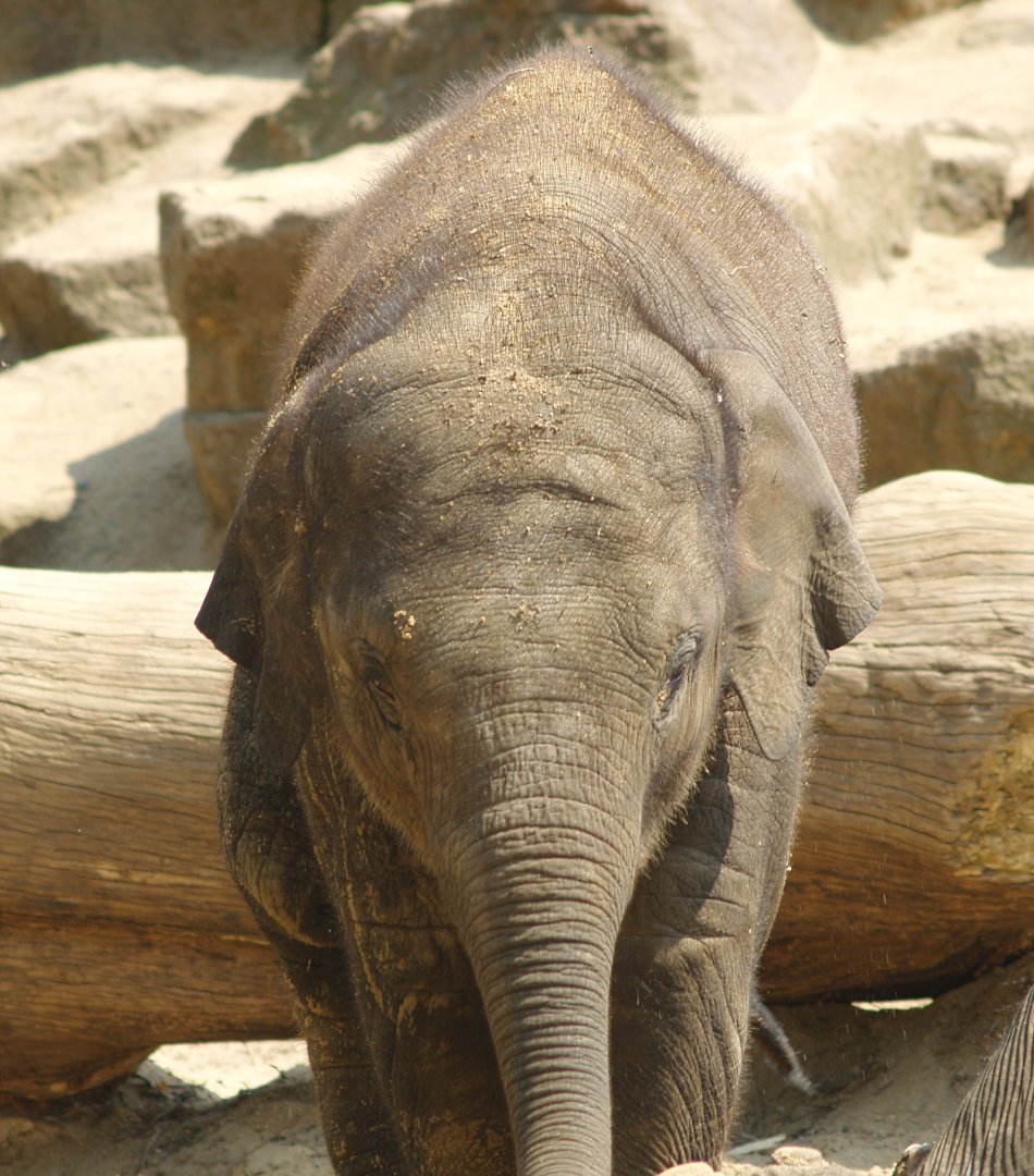 Juvenile Asian elephant (Elephas maximus), 2006-07-08