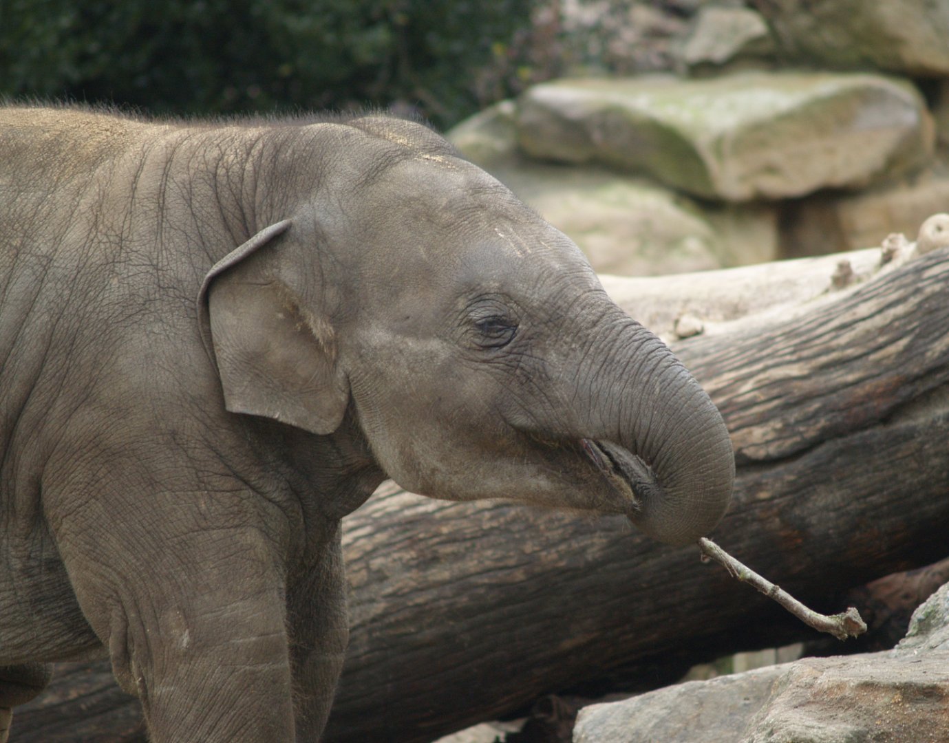 Juvenile Asian elephant (Elephas maximus), 2008-03-01