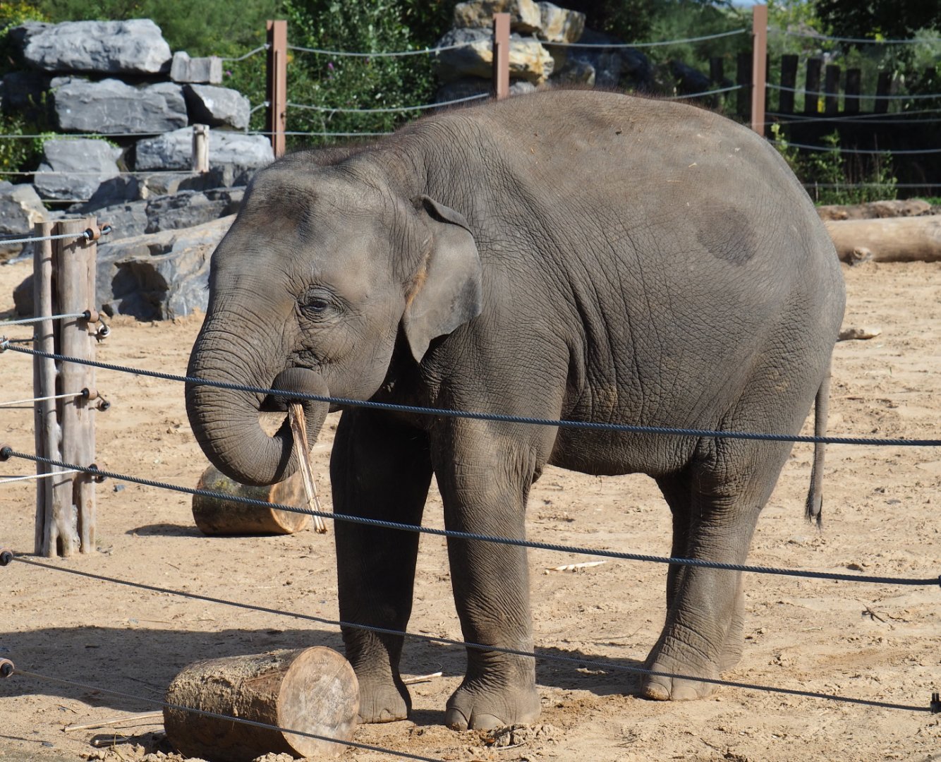 Juvenile Asian elephant (Elephas maximus), 2019-10-04