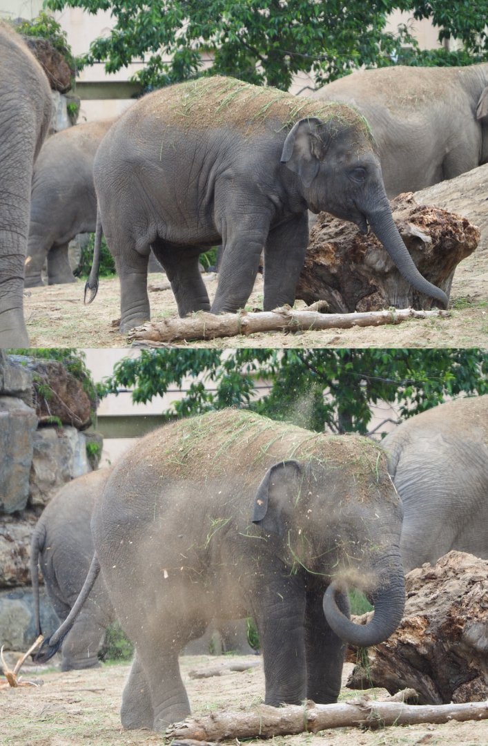 Juvenile Asian elephant (Elephas maximus), 2020-07-14