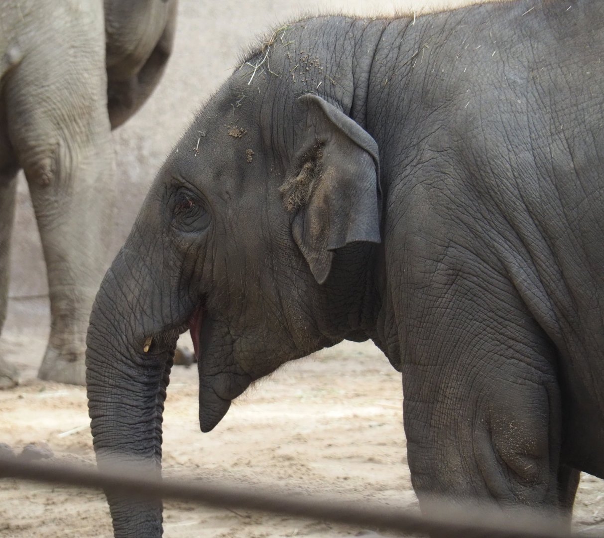 Juvenile Asian elephant (Elephas maximus), 2021-07-20