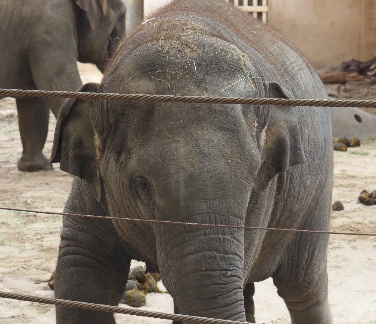 Juvenile Asian elephant (Elephas maximus), 2021-07-20