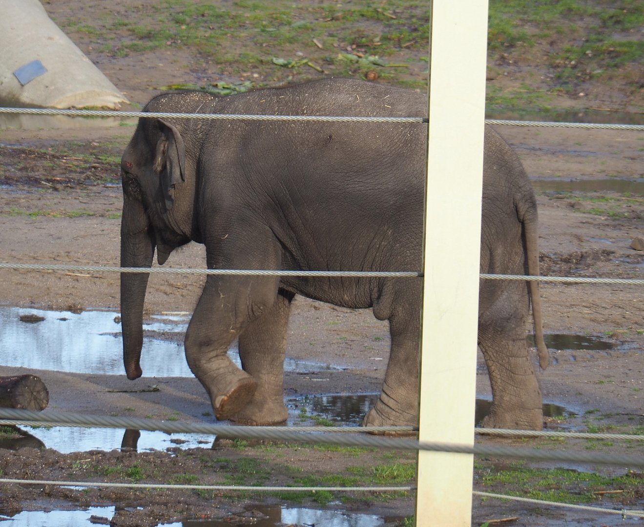 Juvenile Asian elephant (Elephas maximus), 2021-12-07