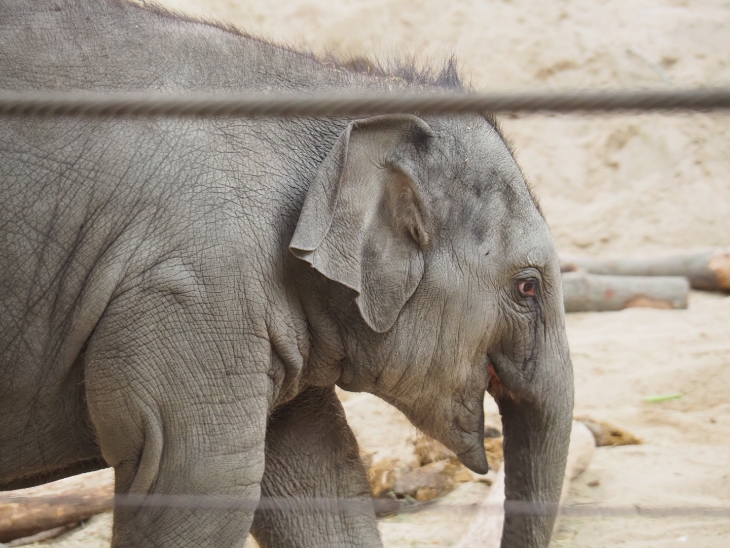 Juvenile Asian elephant (Elephas maximus), Feb 16th, 2019