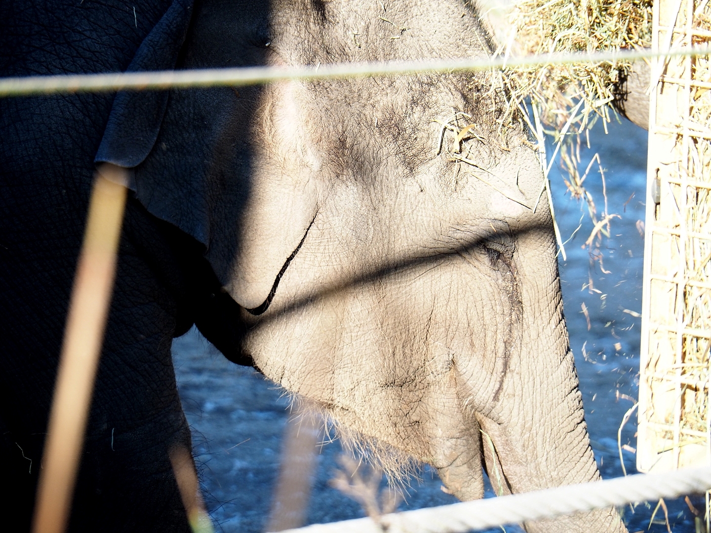 Juvenile Asian elephant (Elephas maximus) Tun-Kai (Jan 20th, 2019)