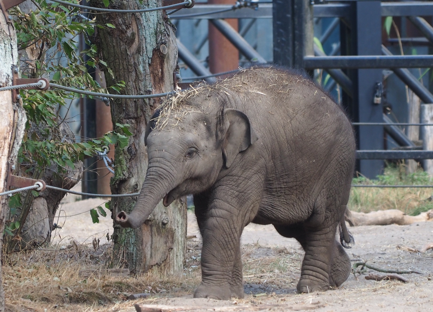 Juvenile Asian elephant (Elephas maximus)