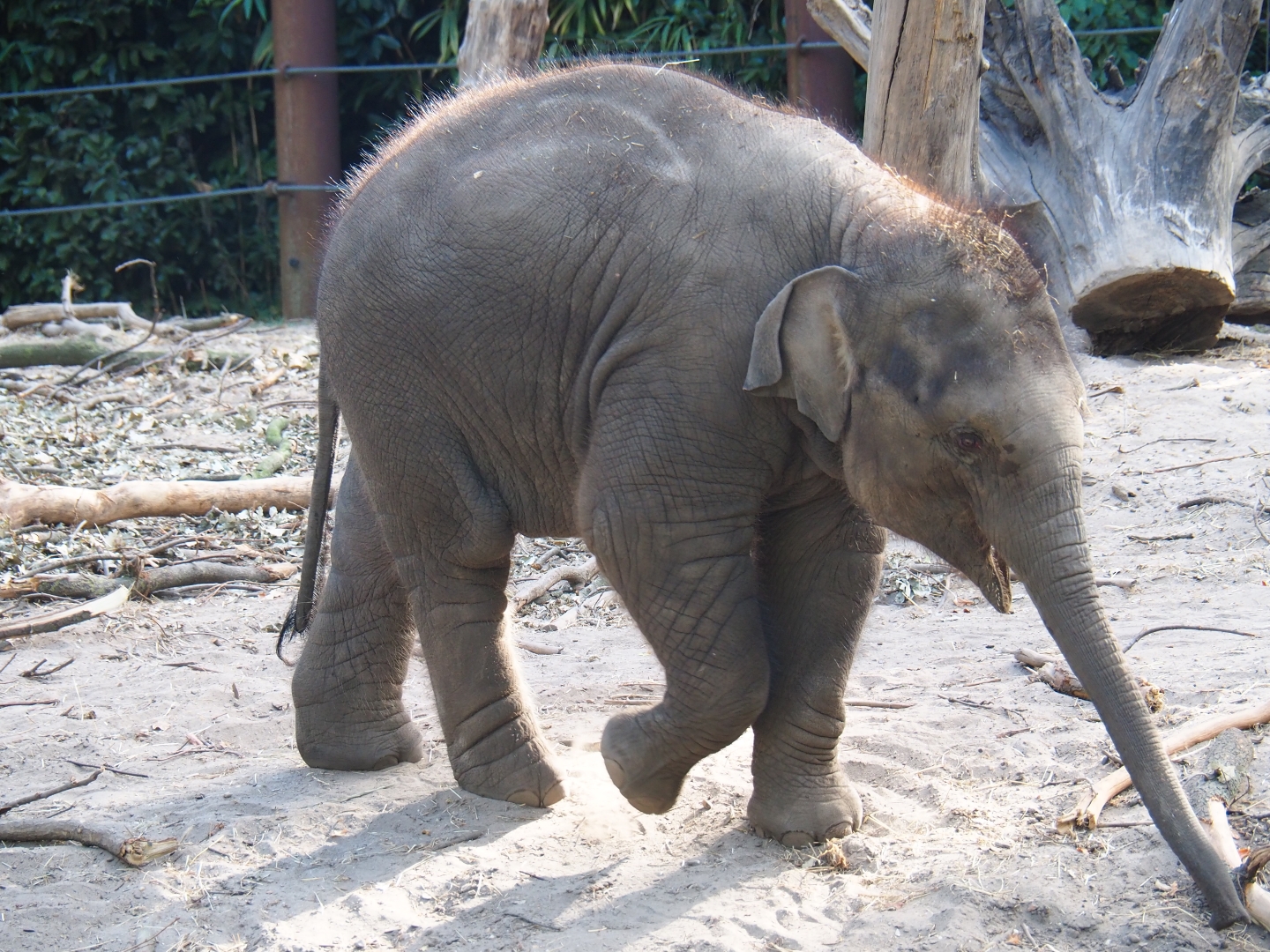 Juvenile Asian elephant (Elephas maximus)