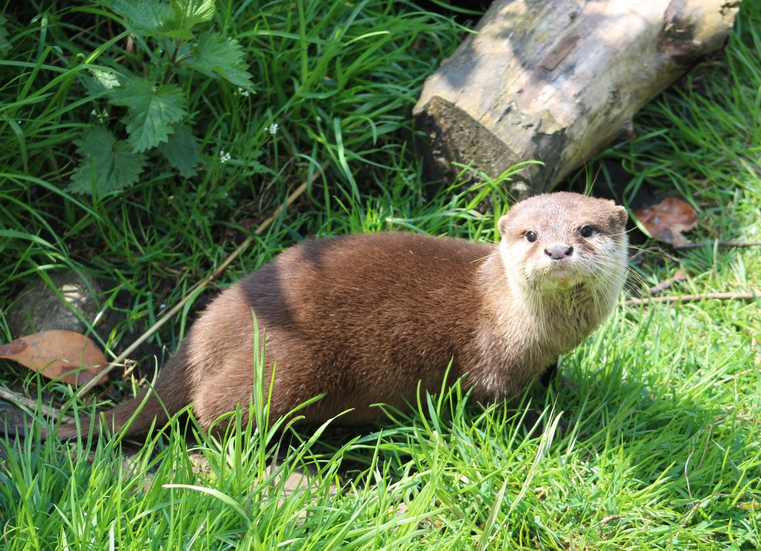 Juvenile Asian small-clawed otter