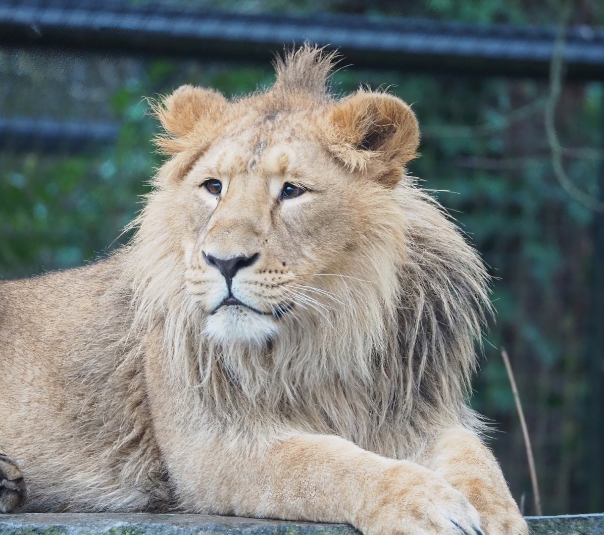 Juvenile Asiatic lion Wishu (Panthera leo persica), 2023-02-19