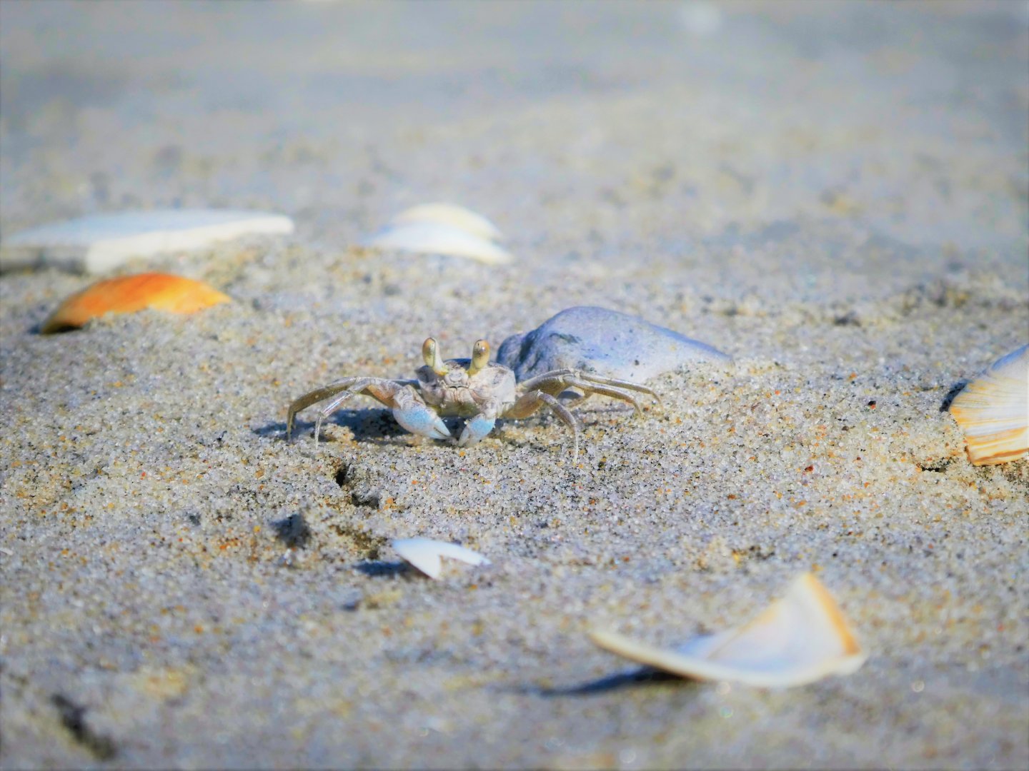 Juvenile Atlantic Ghost Crab