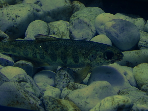 Juvenile Atlantic salmon (Salmo salar)