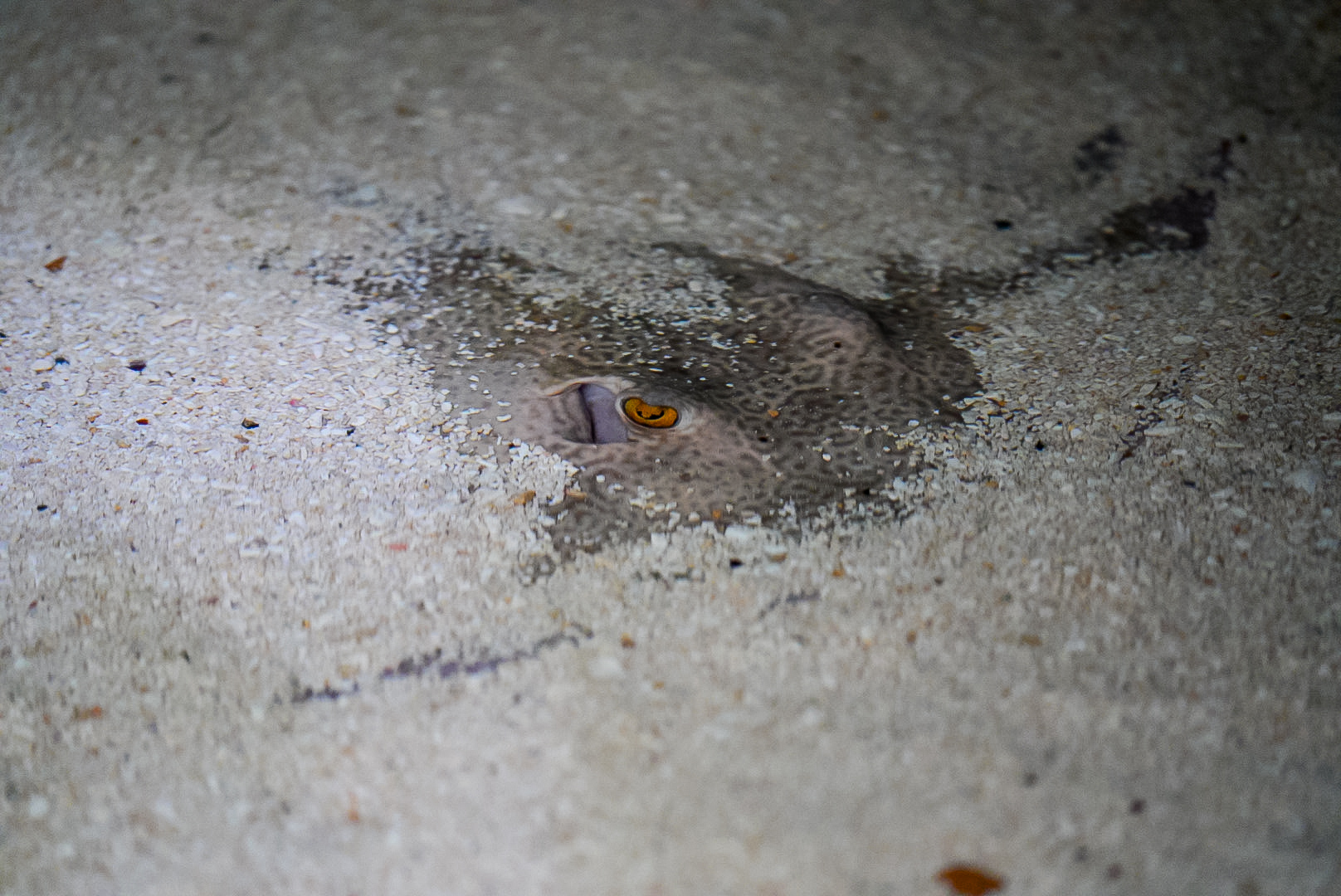 (Juvenile) Aussie Reticulated Whiptail Ray