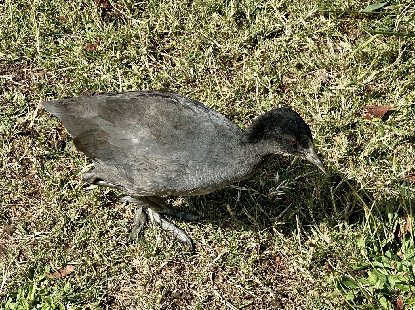 Juvenile Australian coot (Fulica atra australis)