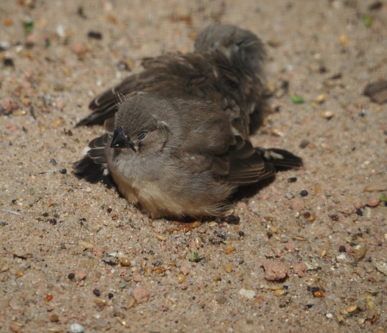 Juvenile Australian zebra finch (Taeniopygia castanotis), 2024-05-23