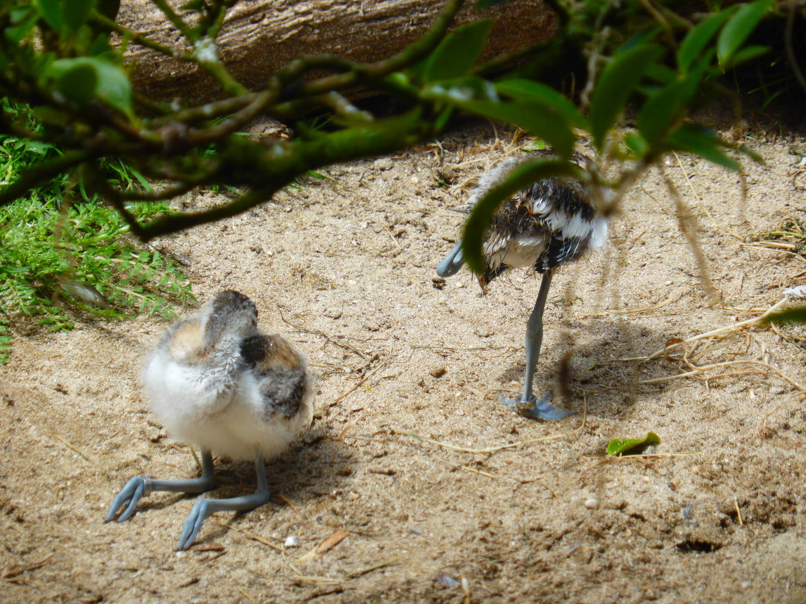 Juvenile avocets