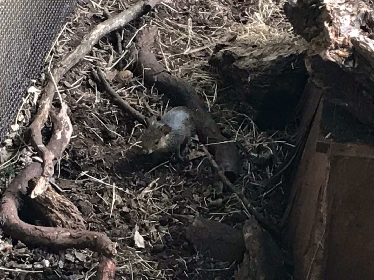 Juvenile Azara’s agouti 150918
