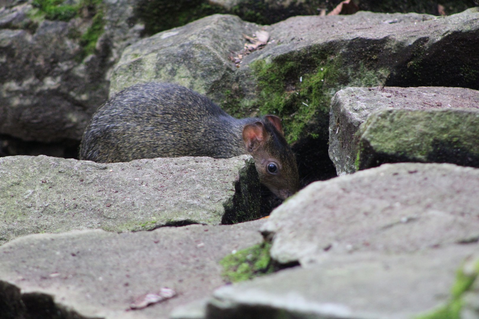 Juvenile Azara’s Agouti (Dasyprocta azarae)