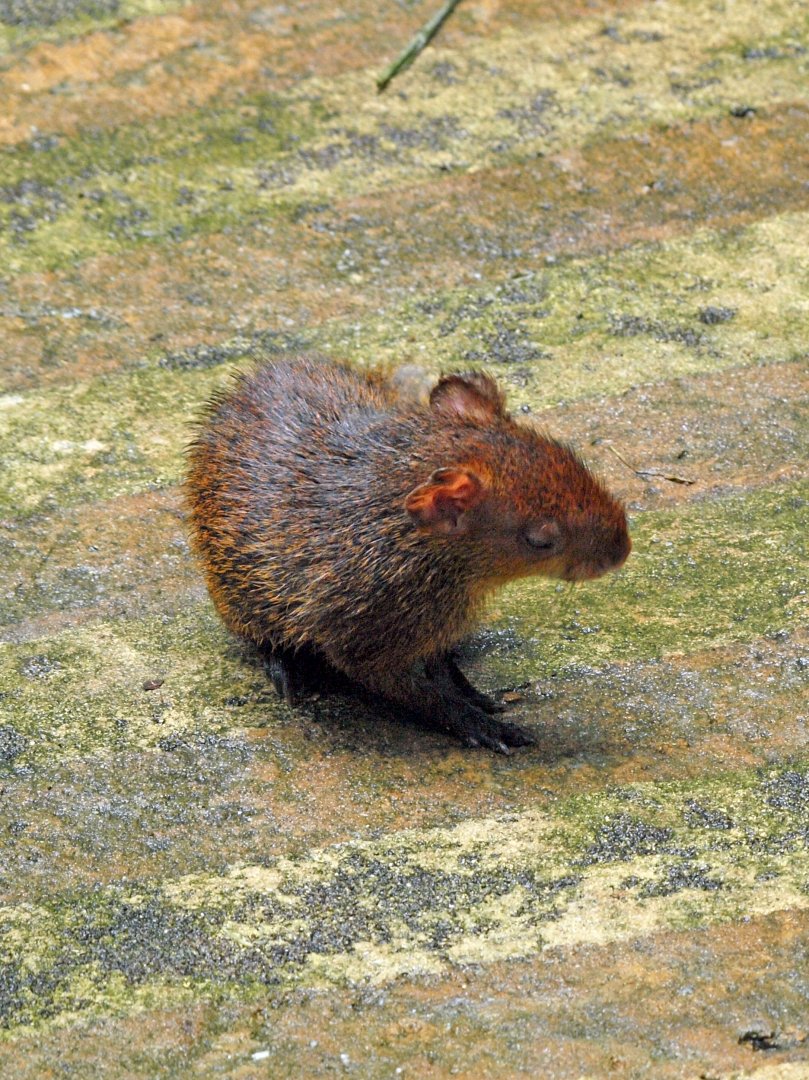 Juvenile Azara's agouti