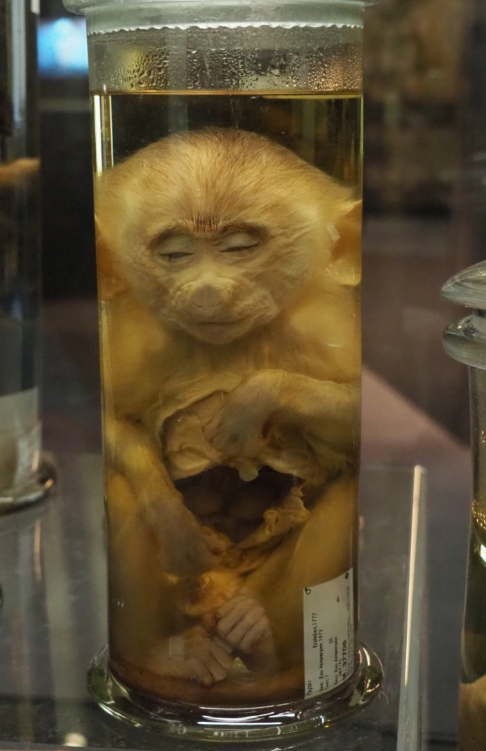 Juvenile baboon specimen (Papio species), 2021-10-20