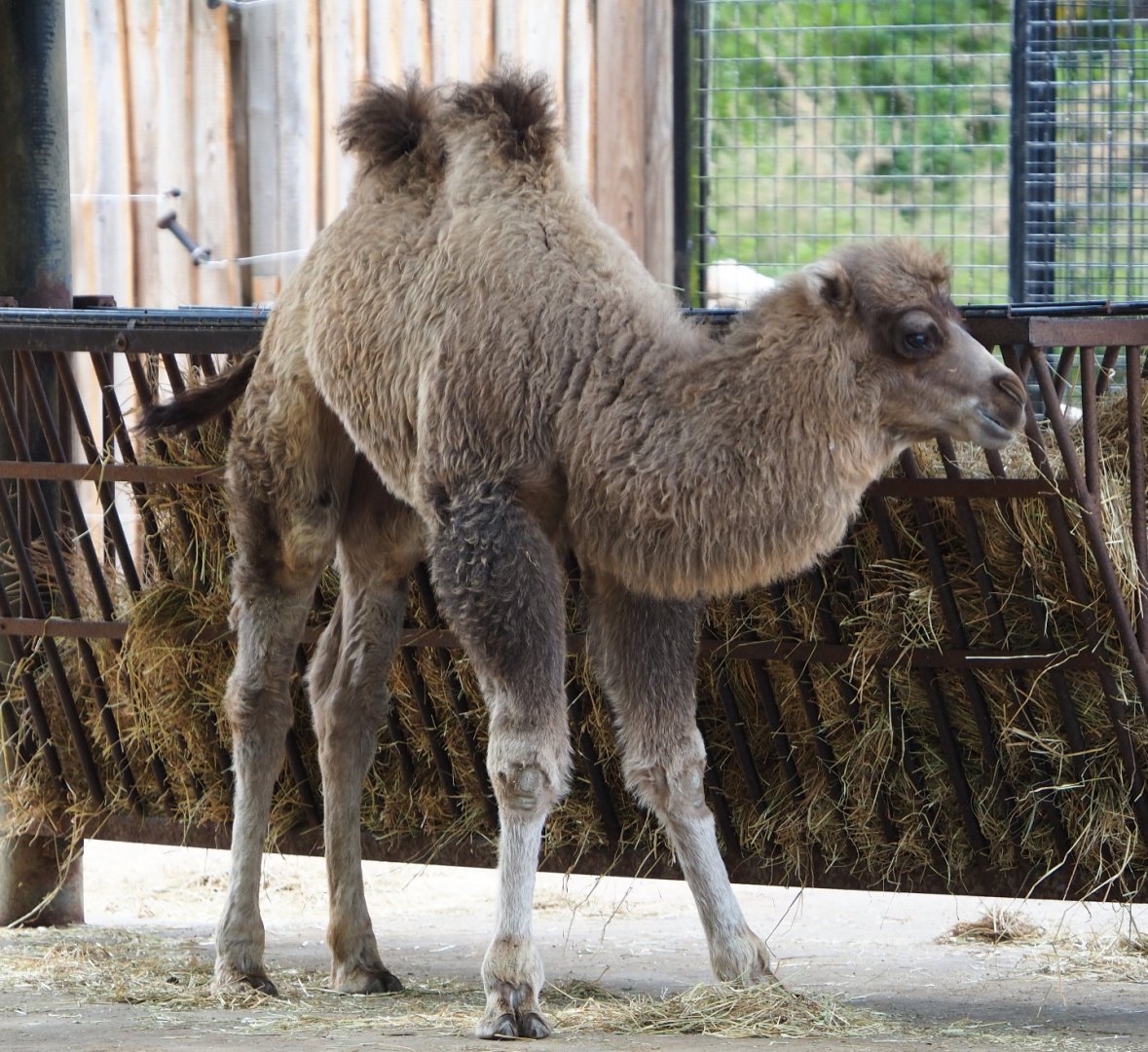 Juvenile Bactrian camel (Camelus bactrianus), 2020-05-23