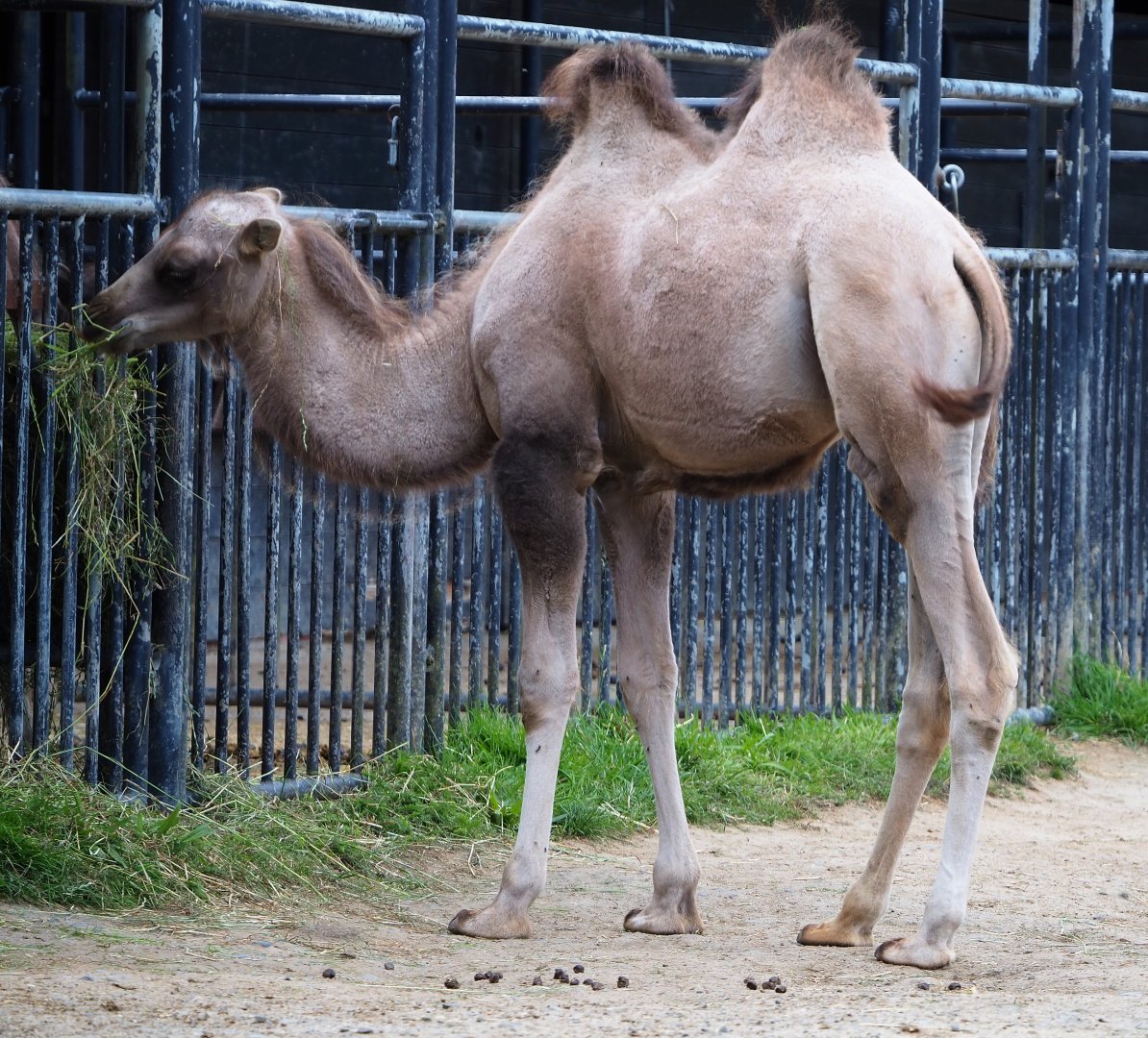 Juvenile Bactrian camel (Camelus bactrianus), 2020-07-21