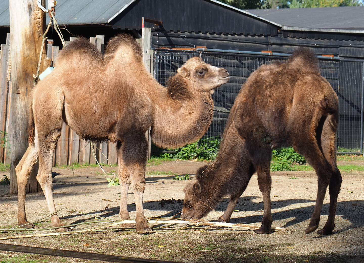 Juvenile Bactrian camels (Camelus bactrianus), 2020-10-10