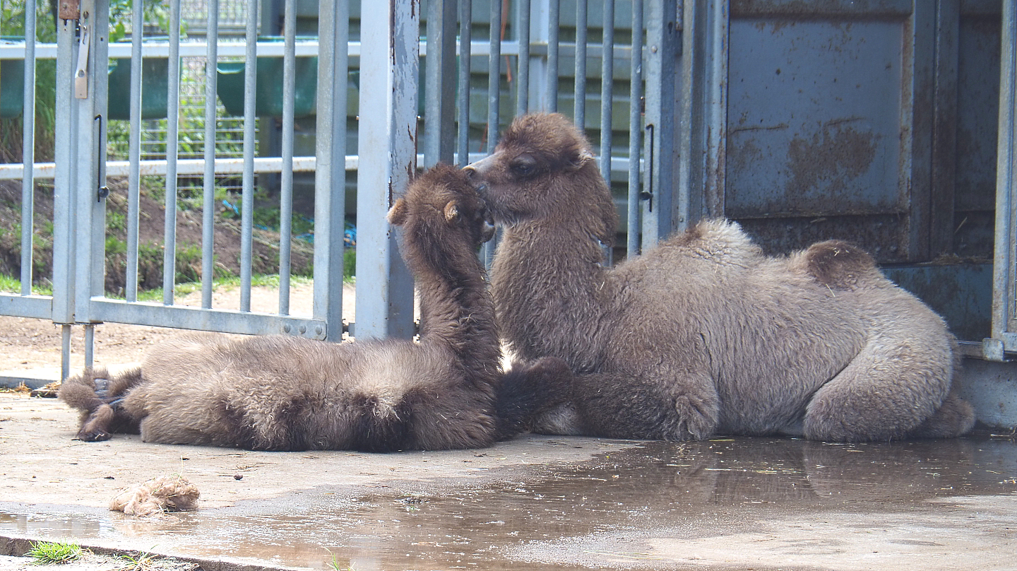 Juvenile Bactrian camels (Camelus bactrianus), 2022-05-17