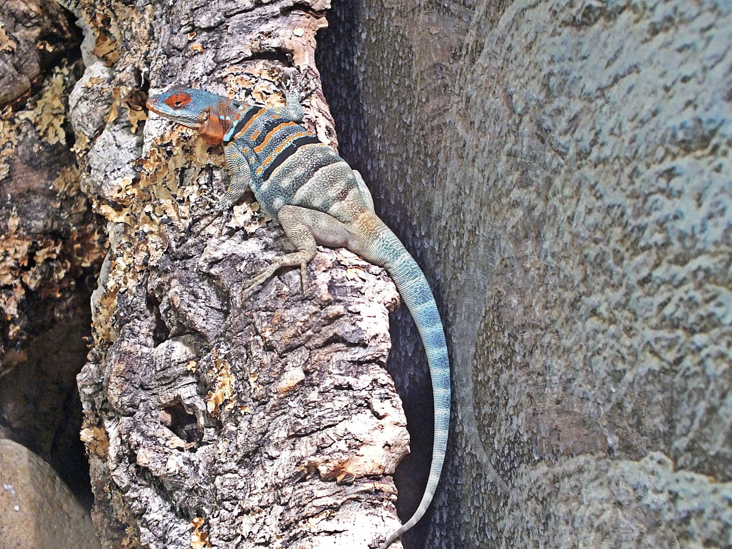 Juvenile Baja blue rock lizard