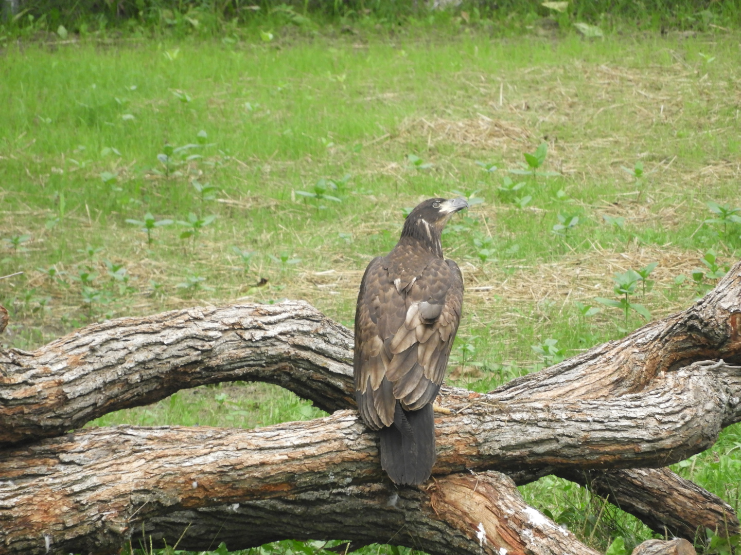 Juvenile Bald Eagle (Haliaeetus leucocephalus)