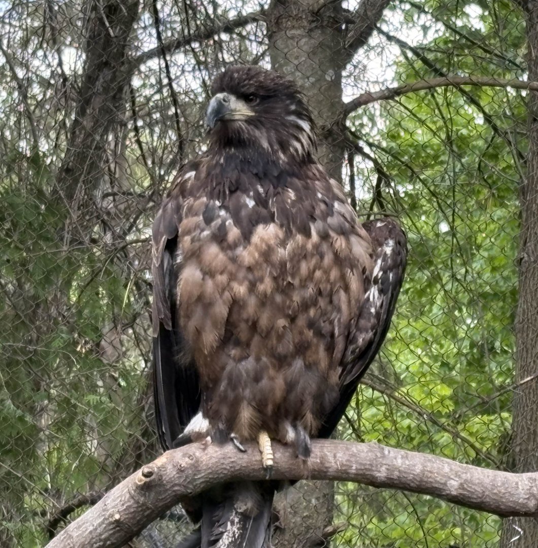 Juvenile Bald Eagle - Minnesota Zoo, 5/26/2025