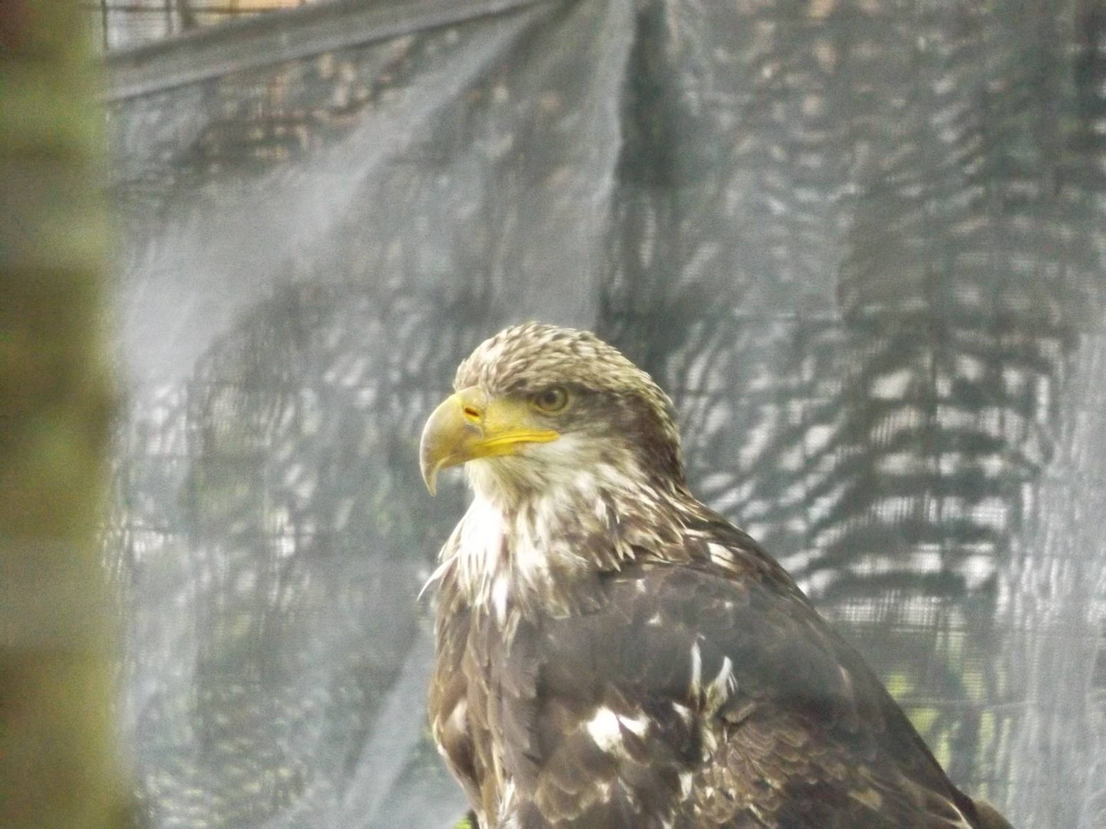 Juvenile Bald Eagle
