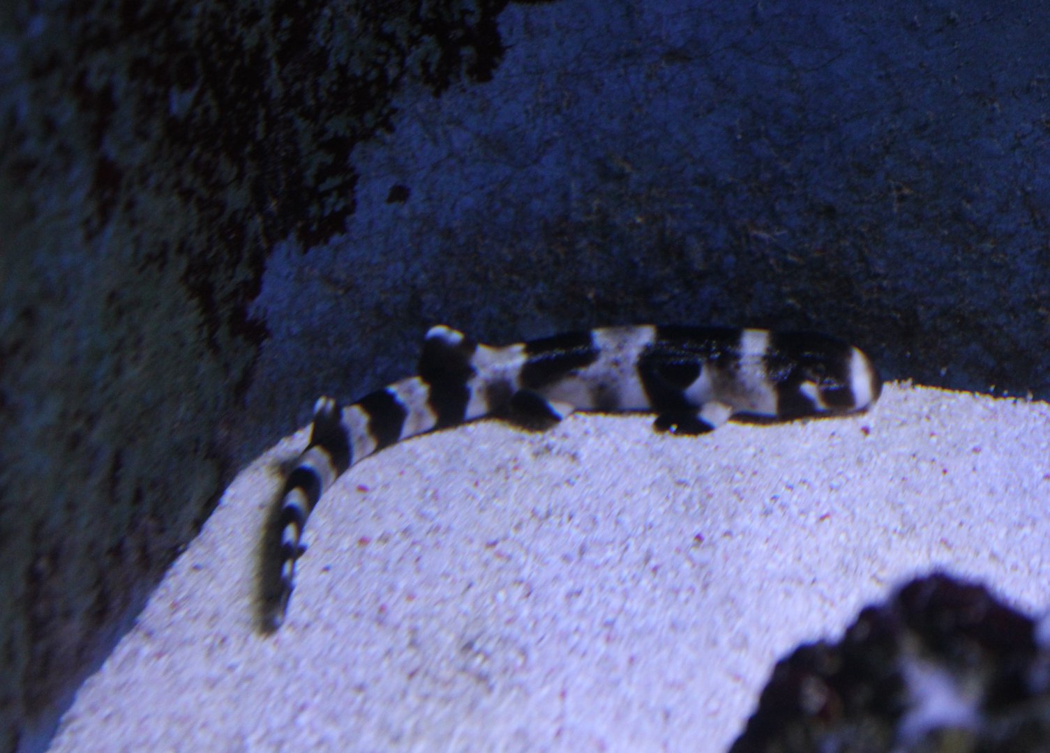 Juvenile Bamboo shark