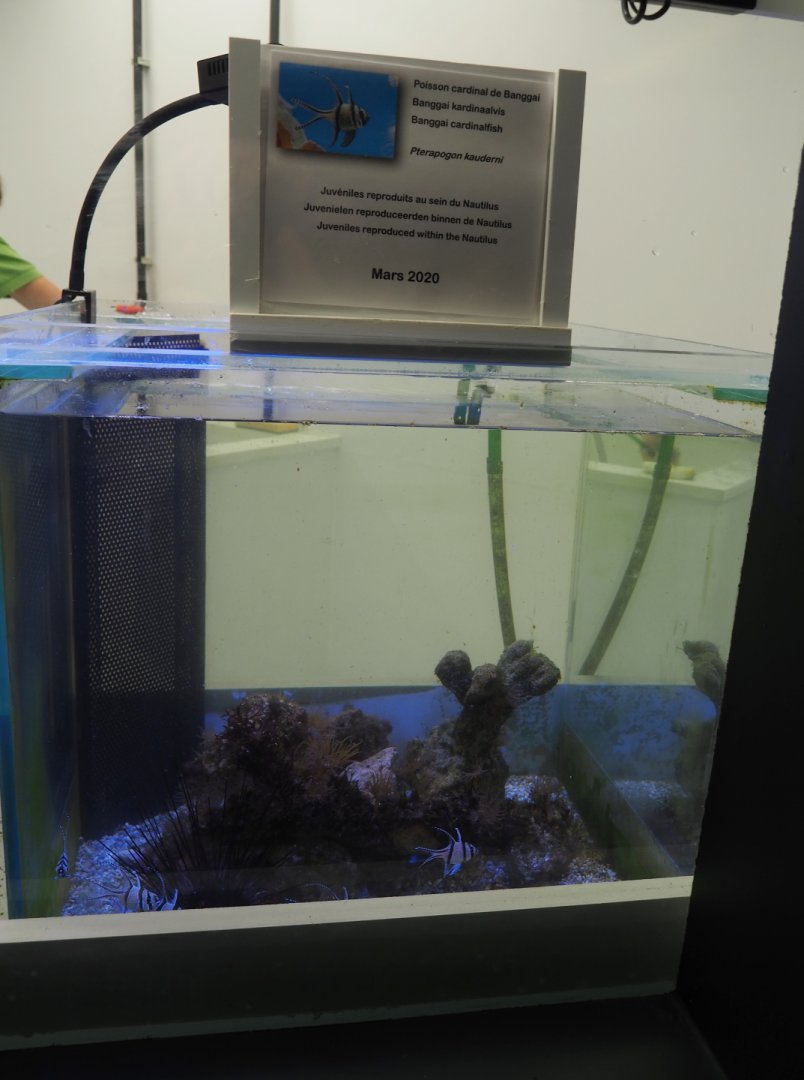 Juvenile Banggai cardinalfish tank, 2020-09-03