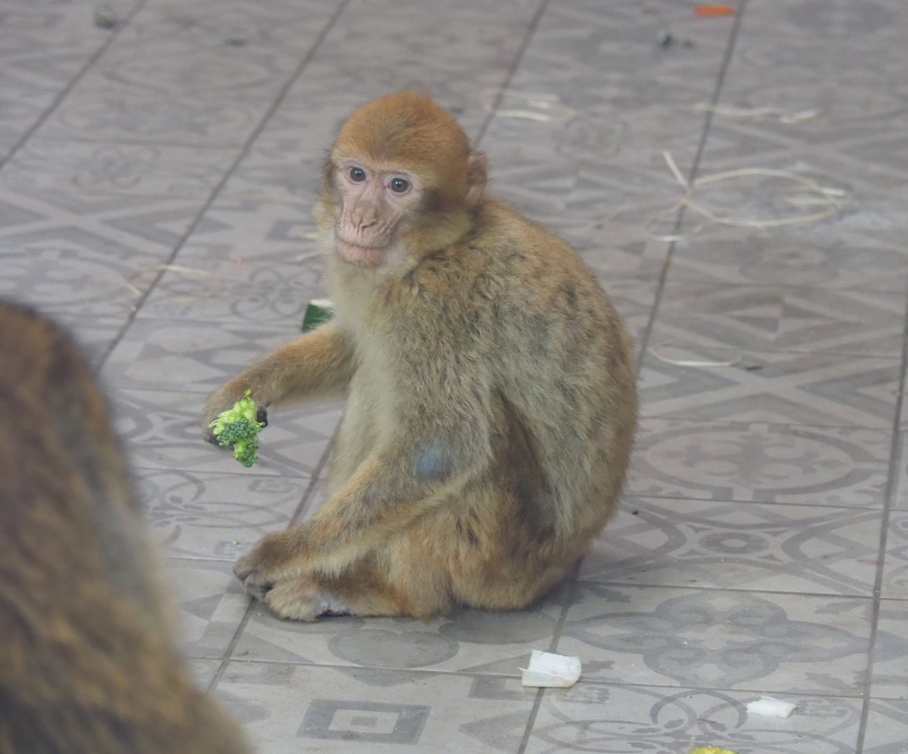 Juvenile Barbary macaque (Macaca sylvanus), 2019-06-26
