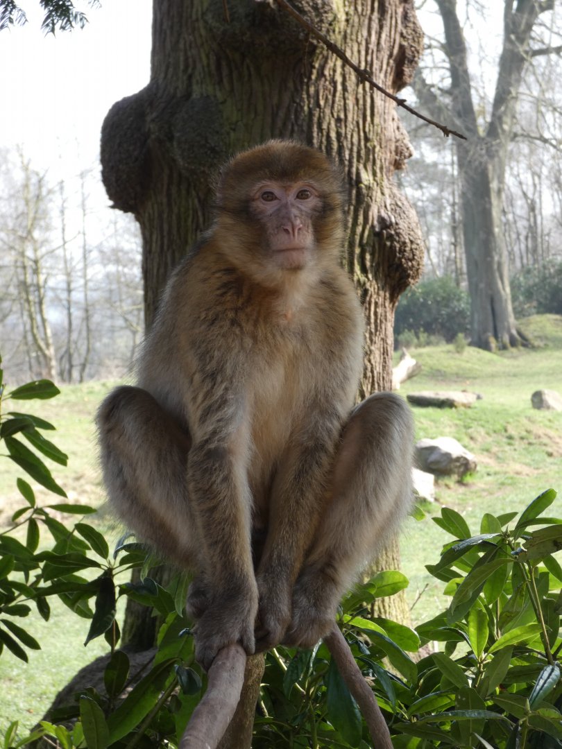 Juvenile barbary macaque