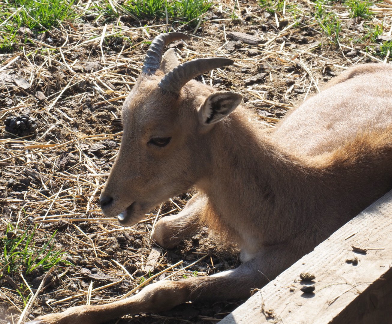 Juvenile Barbary sheep (Ammotragus lervia), 2020-09-12