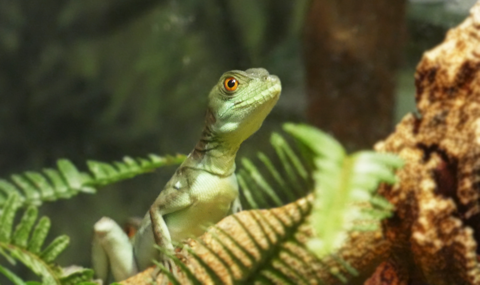 Juvenile Basilisk Lizard, The Swamp - Feb. 2022