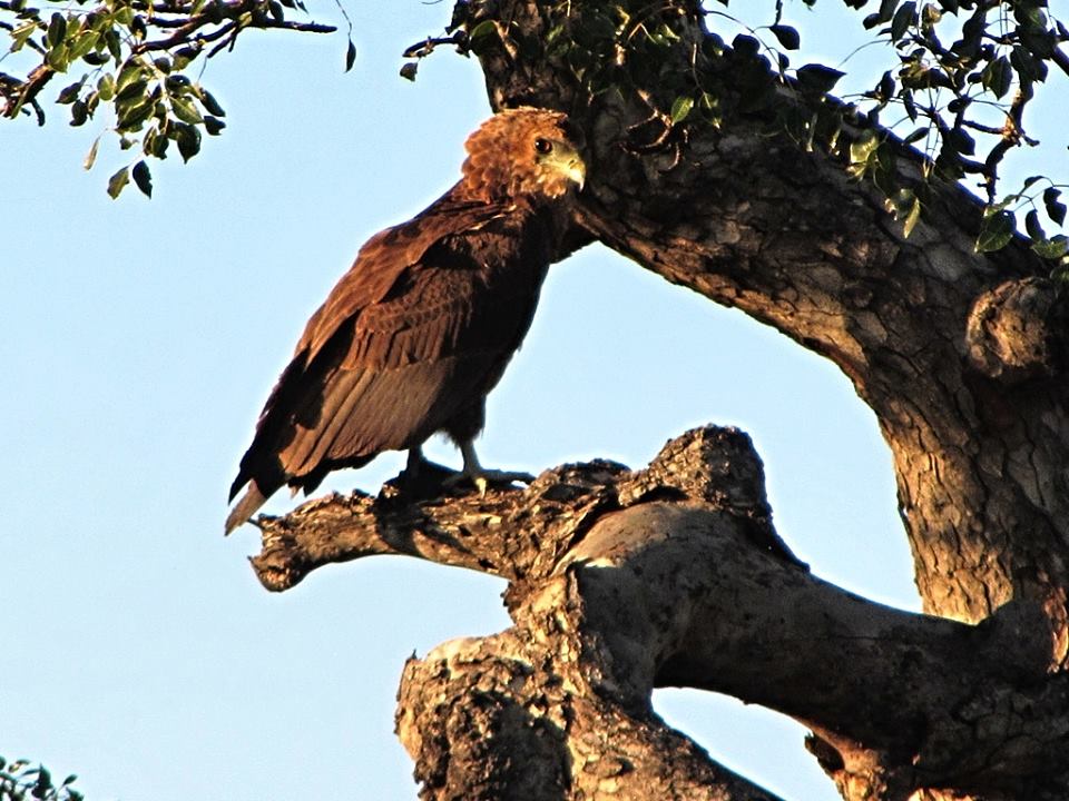 Juvenile Bateleur