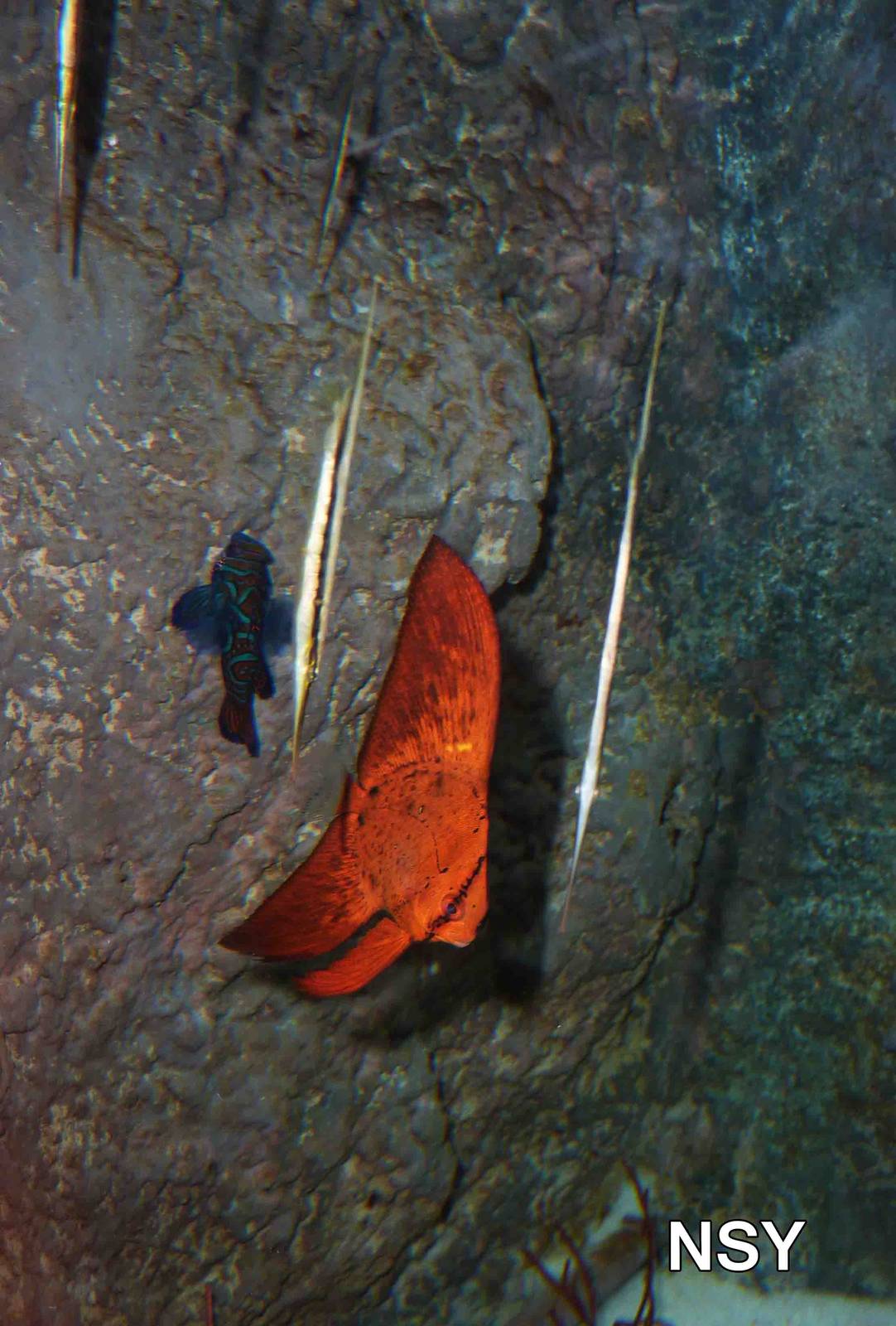 Juvenile batfish, May 2013.