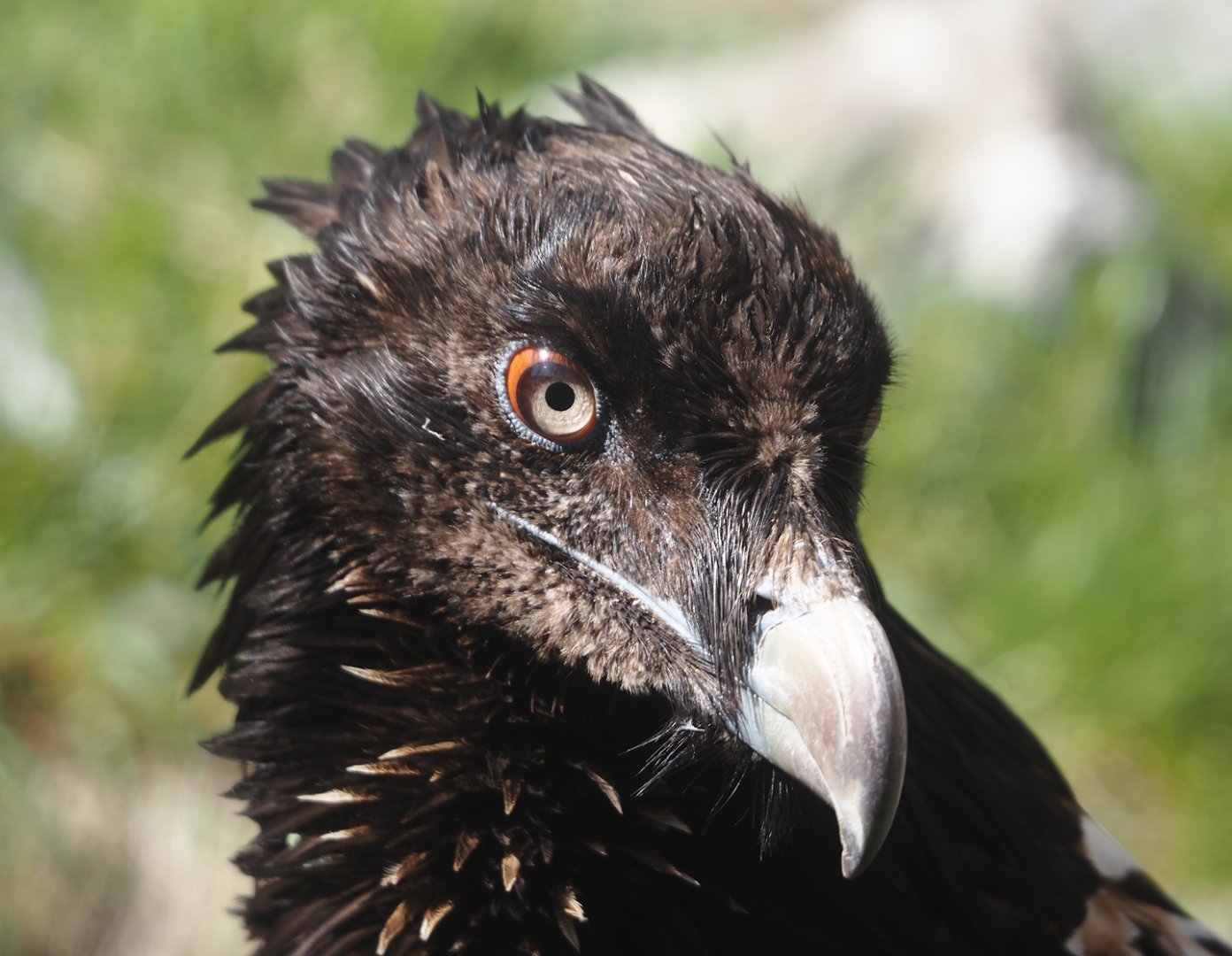 Juvenile Bearded vulture (Gypaetus barbatus barbatus), 2025-04-12