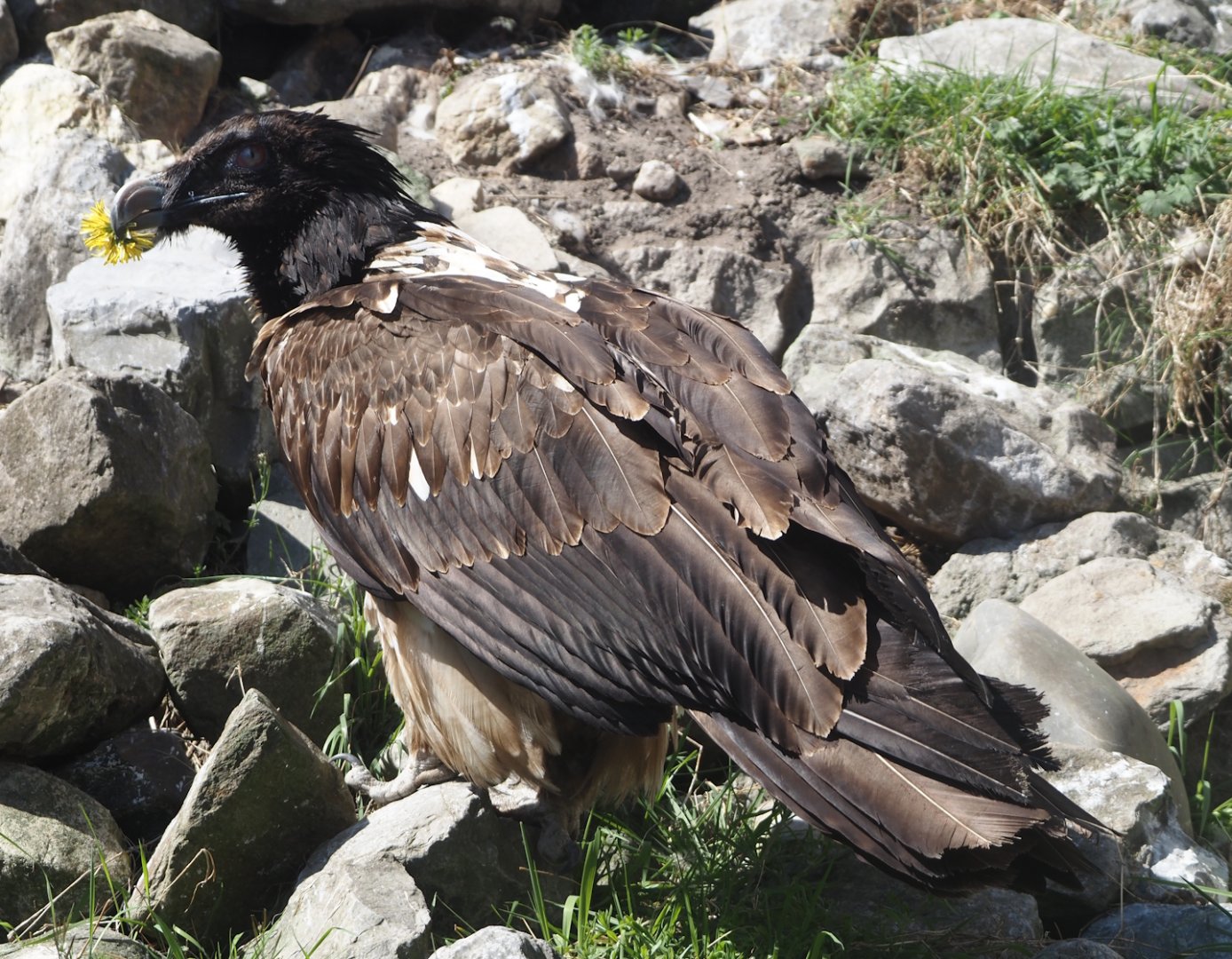Juvenile Bearded vulture (Gypaetus barbatus barbatus), 2025-04-12