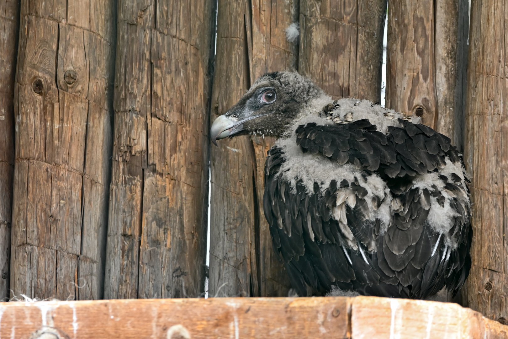 Juvenile bearded vulture