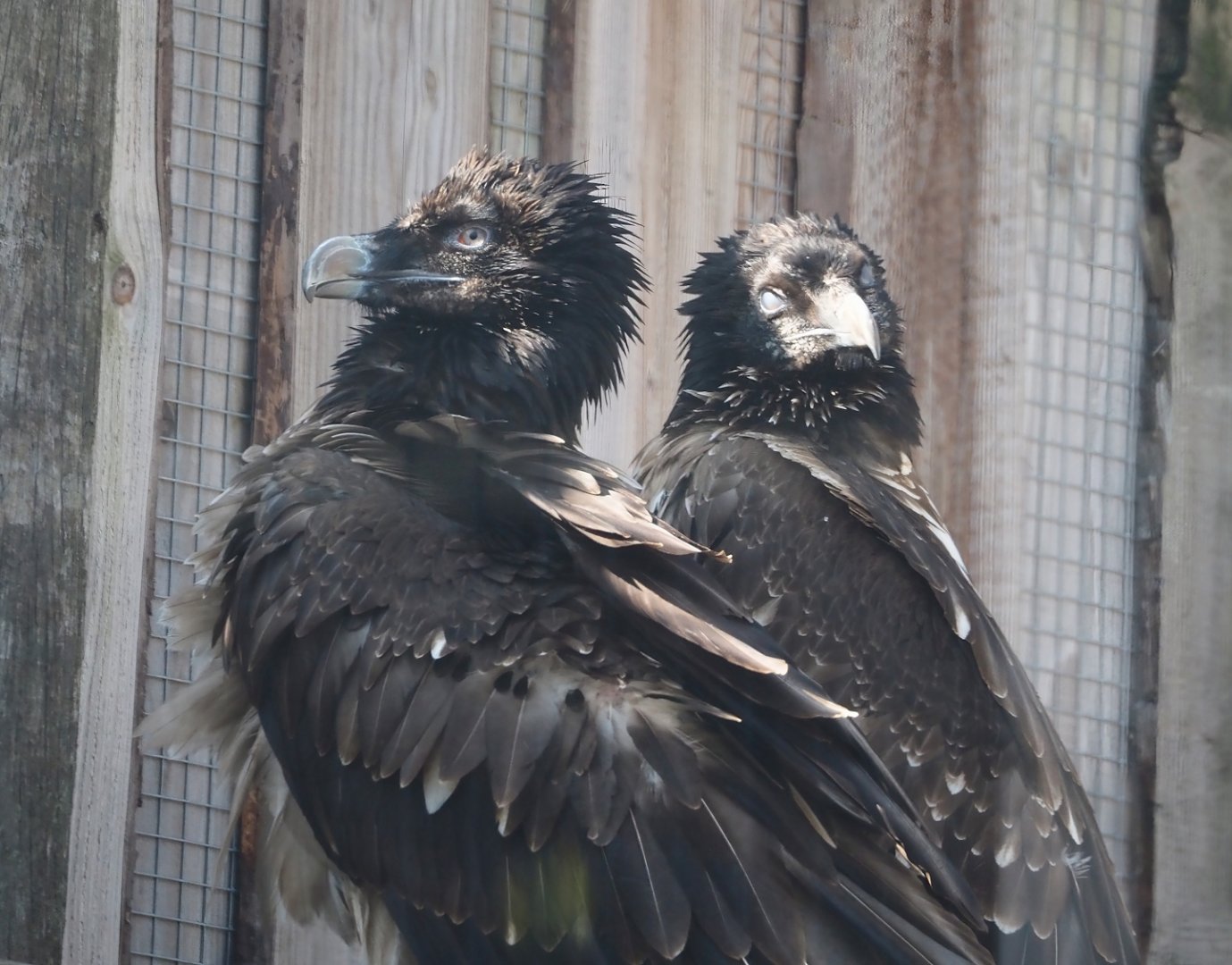 Juvenile Bearded vultures (Gypaetus barbatus barbatus), 2025-04-12