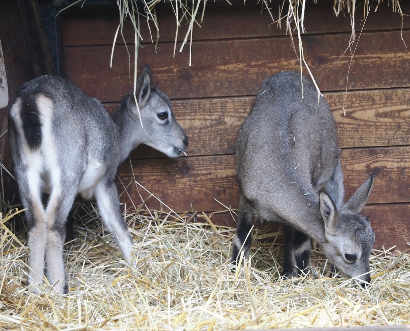 Juvenile Bharals (Pseudois nayaur), 2024-09-17