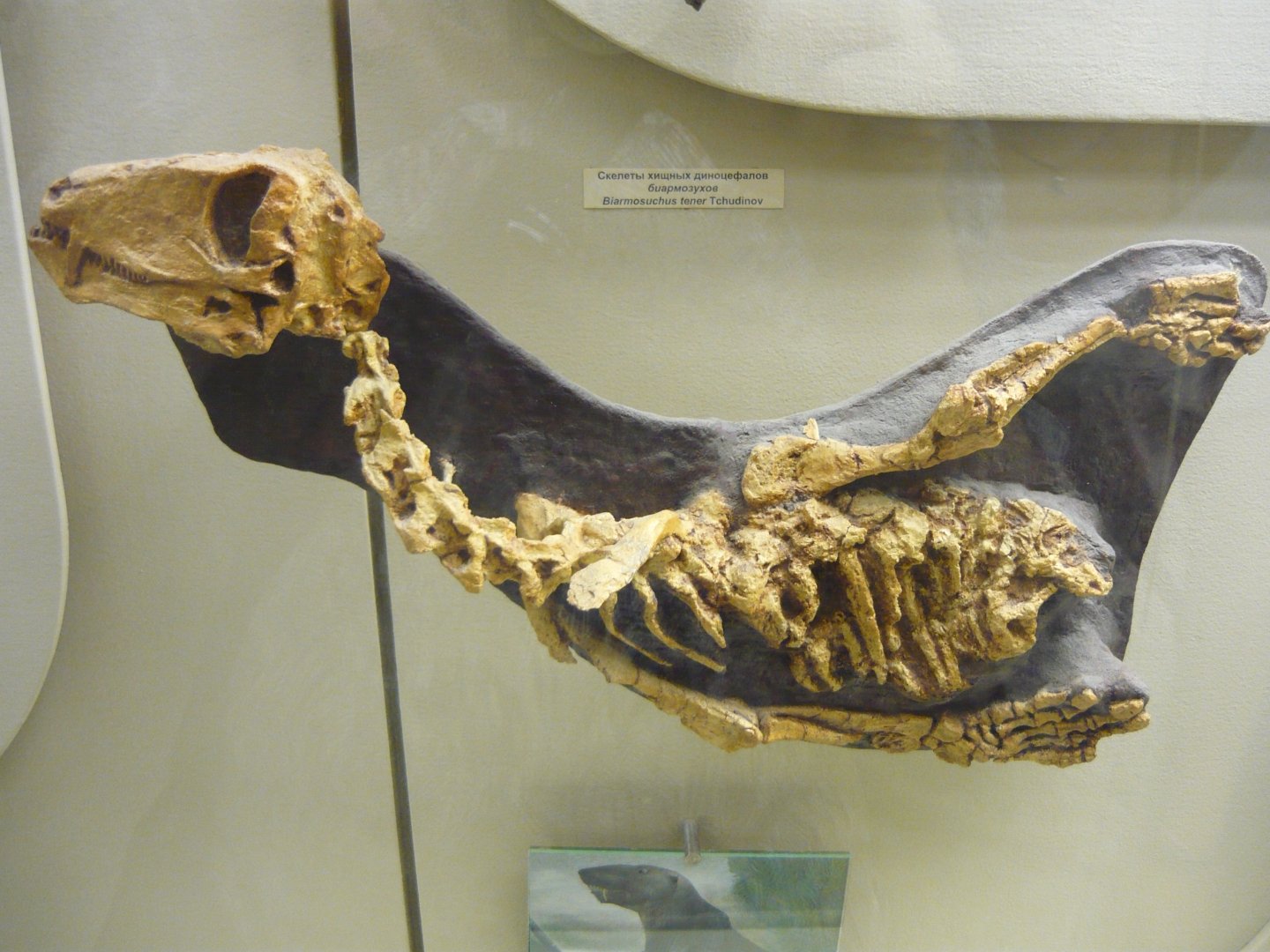 Juvenile Biarmosuchus tener skeleton