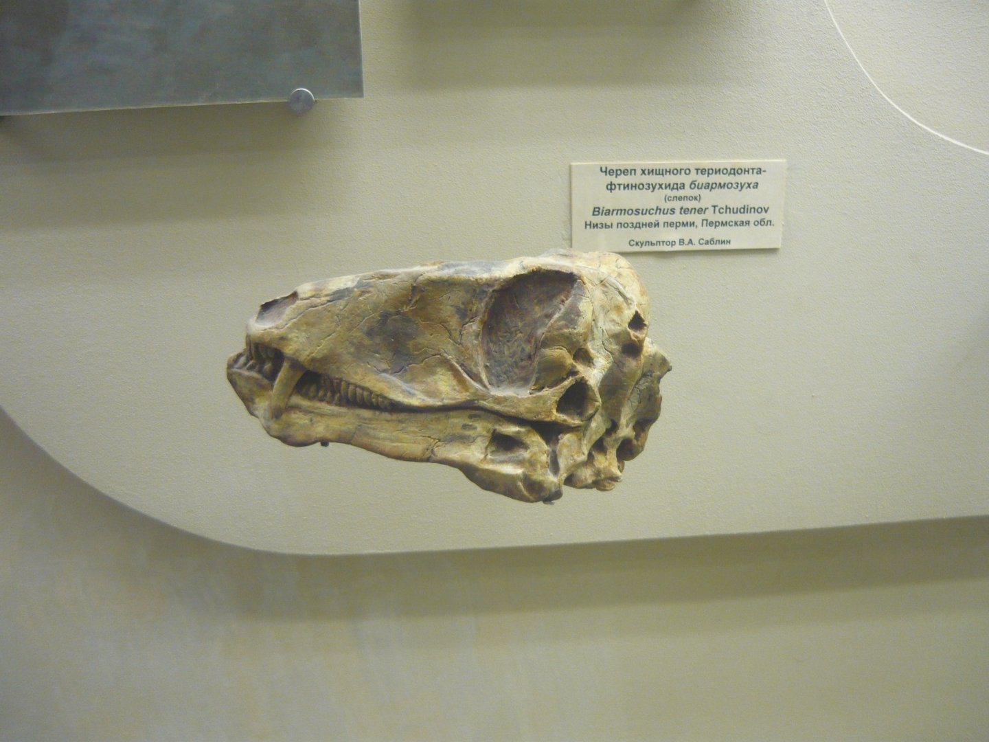 Juvenile Biarmosuchus tener skull (cast)