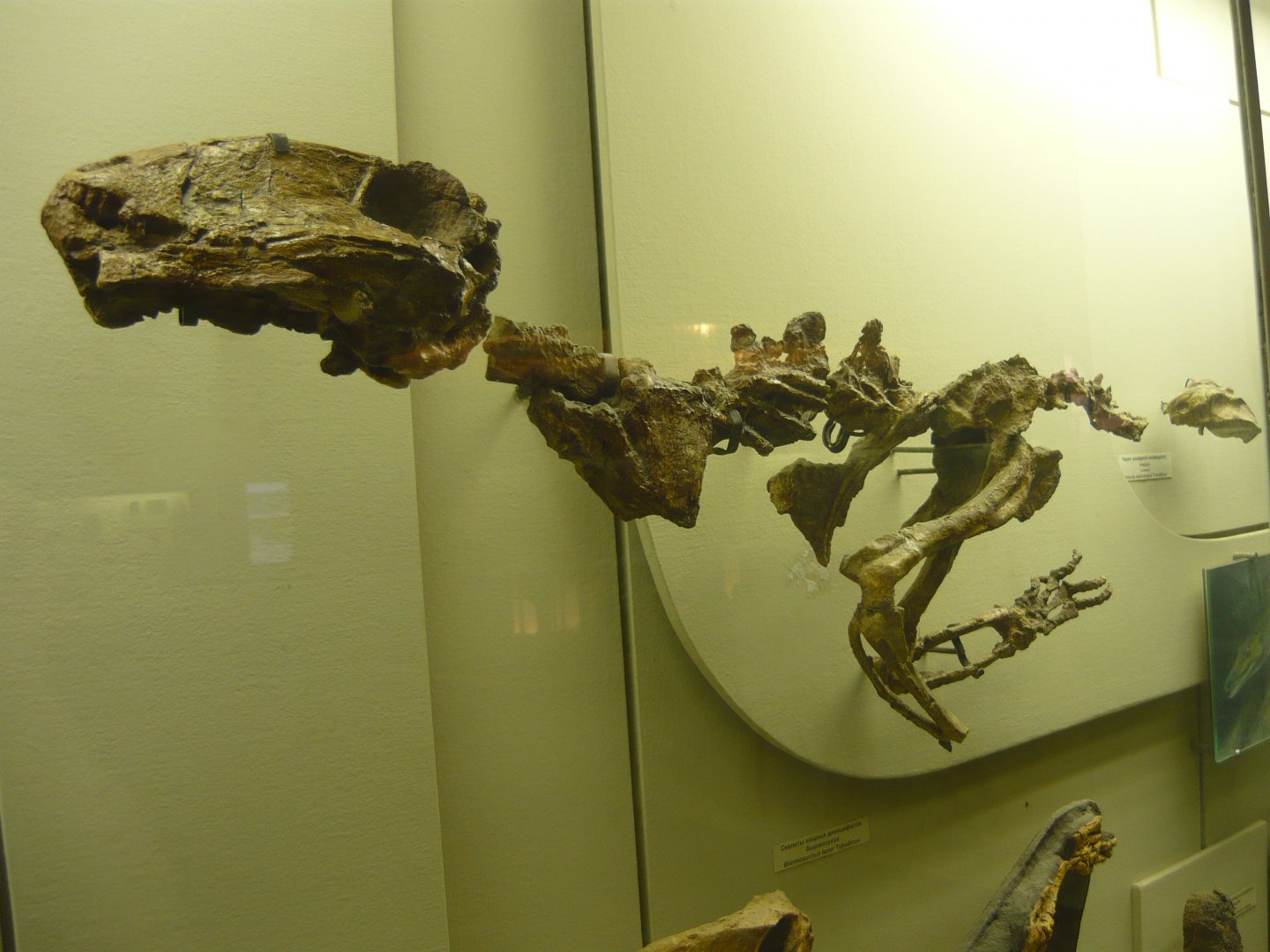 Juvenile Biarmosuchus tener